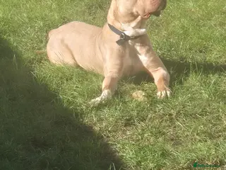 Mixed Breed dogs Konan - Advert 15