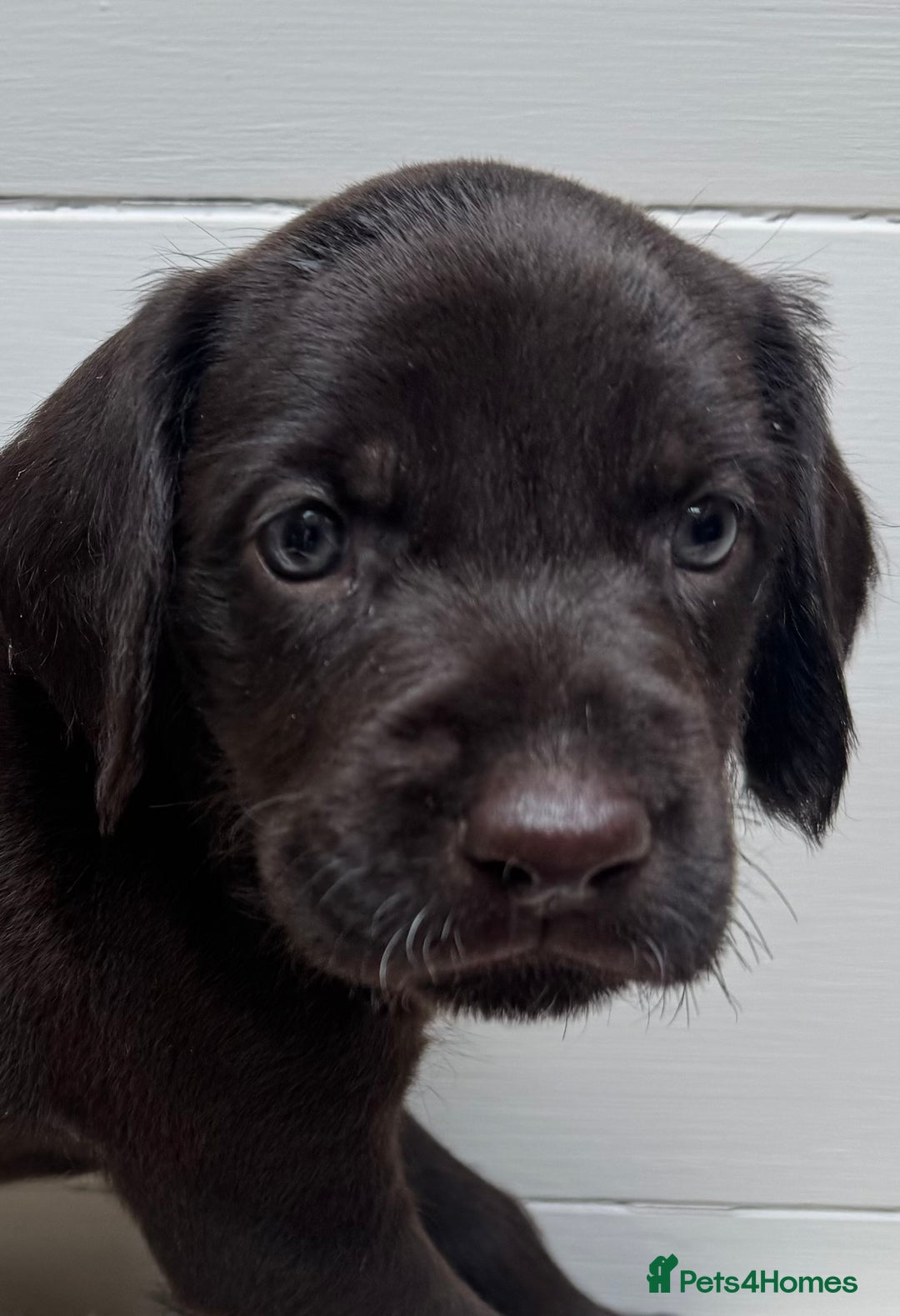 German Wirehaired Pointer dogs for sale: German Wire-haired Pointers of sale - Image 34