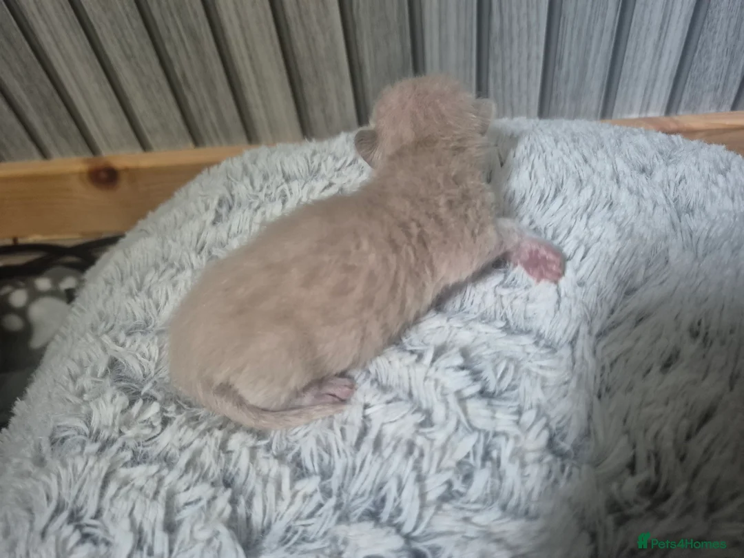 Mixed Breed cats for sale: Beautifull Kittens for sale  in Manchester - Advert 2