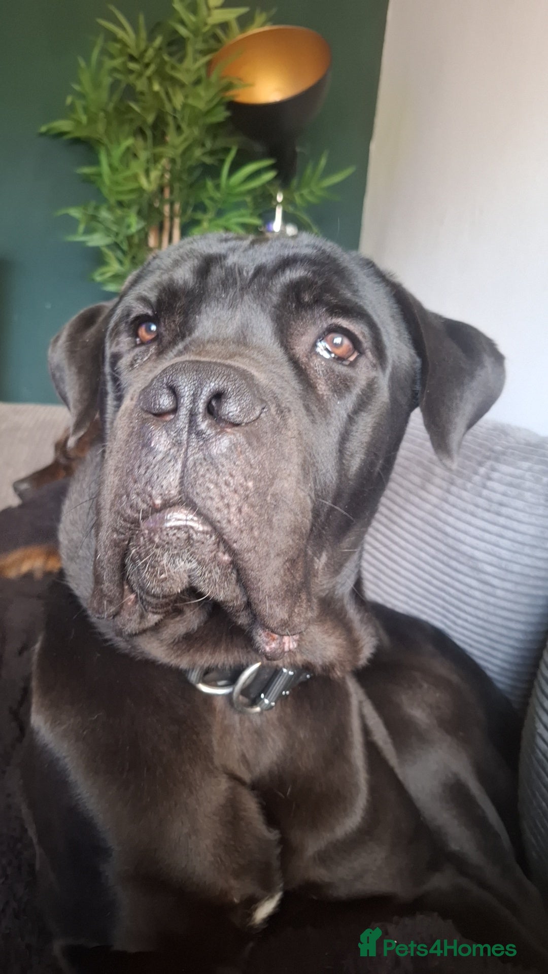Cane Corso dogs for sale: Gorgeous boy for re homing - Image 3