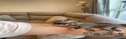 Sugar Glider rodents for sale: Grey Male Sugar Glider - Advert 5