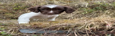 English Springer Spaniel 3