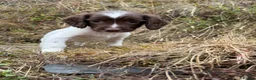 English Springer Spaniel dogs for sale:  Liver & White English Springer Spaniel Puppies - Advert 8