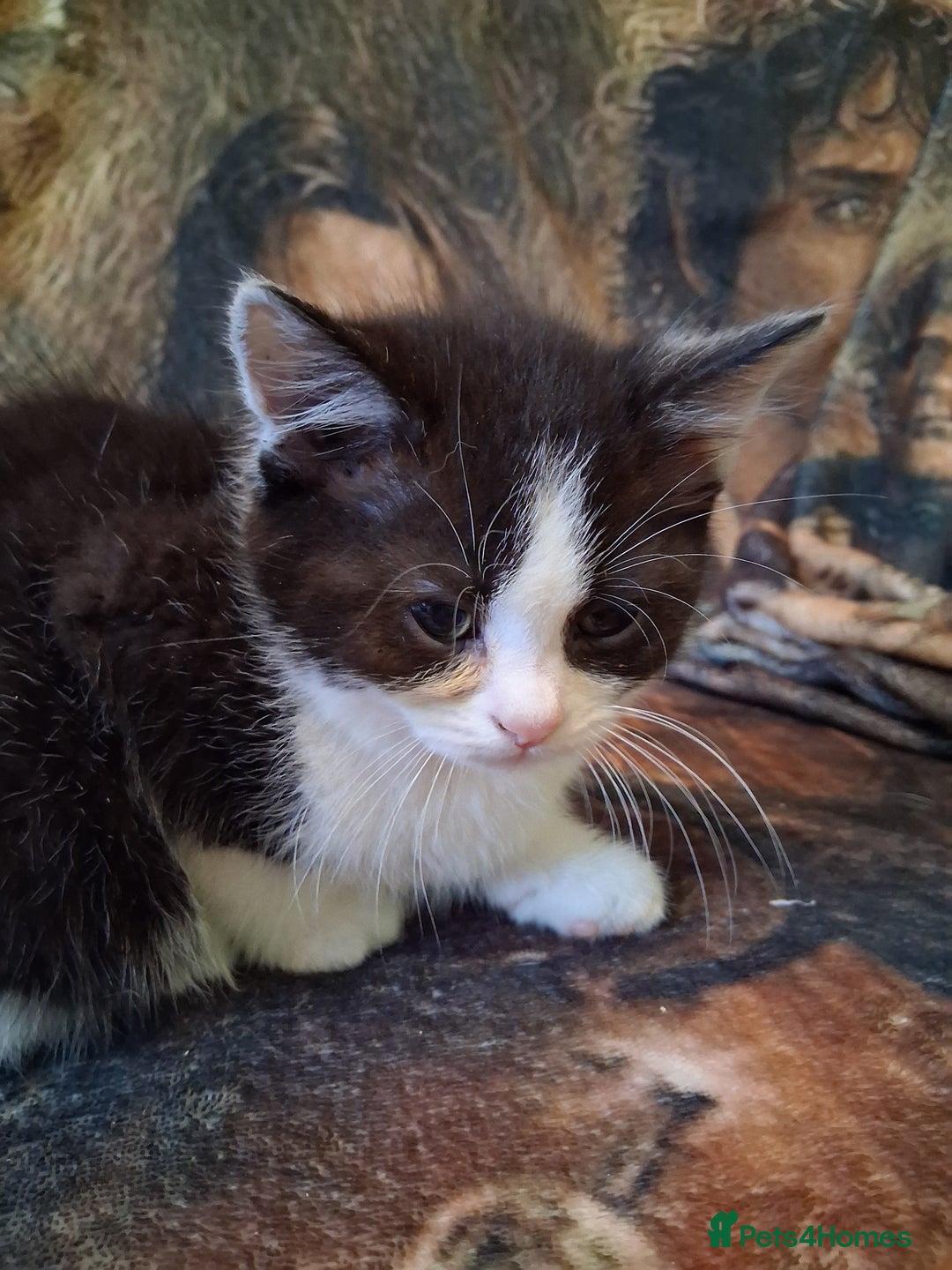 Mixed Breed cats for sale: Scottish straight cross kittens  - Image 7