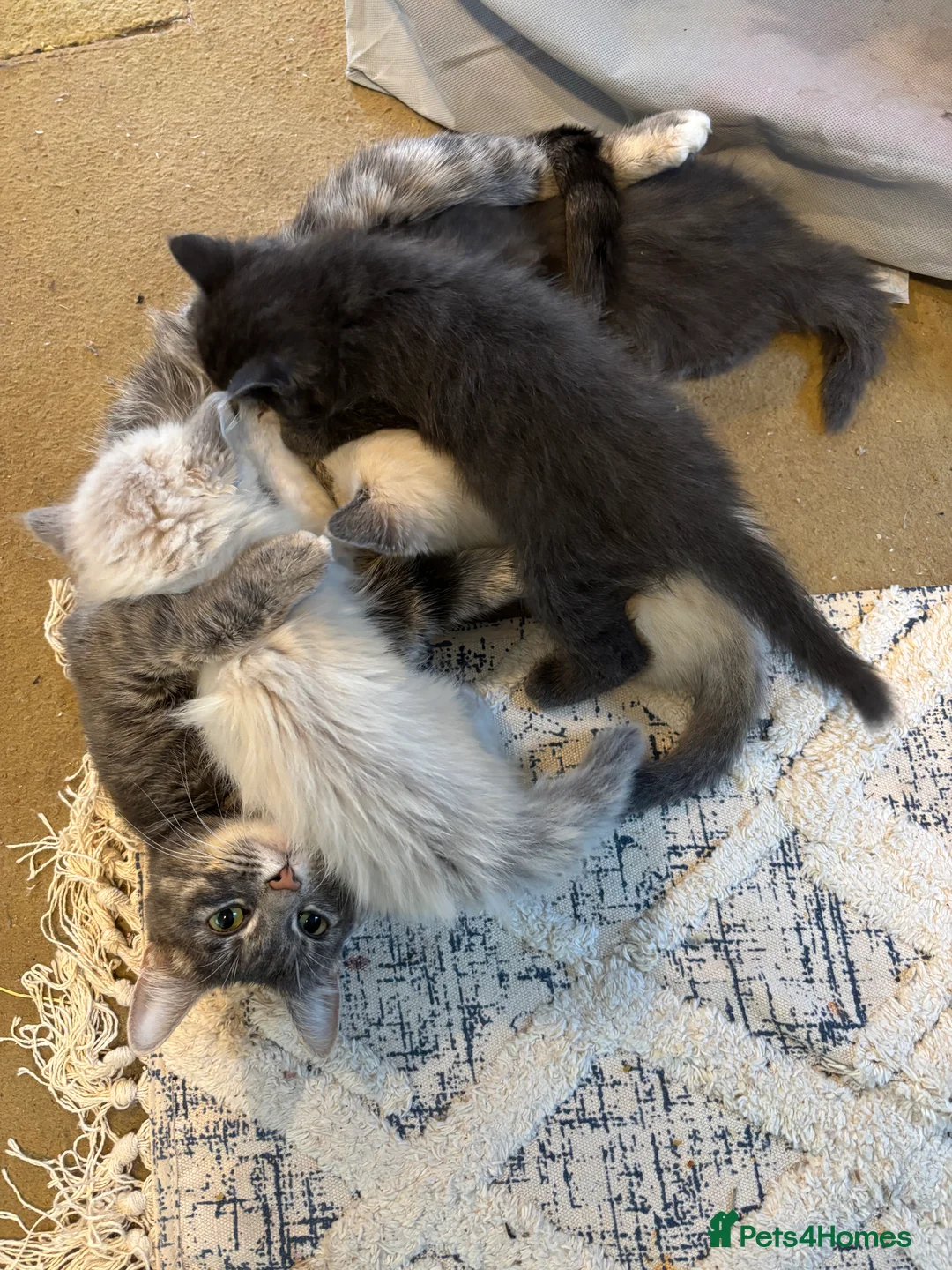 Ragdoll cats for sale: 4 bundles of Ragdoll x joy - Advert 2