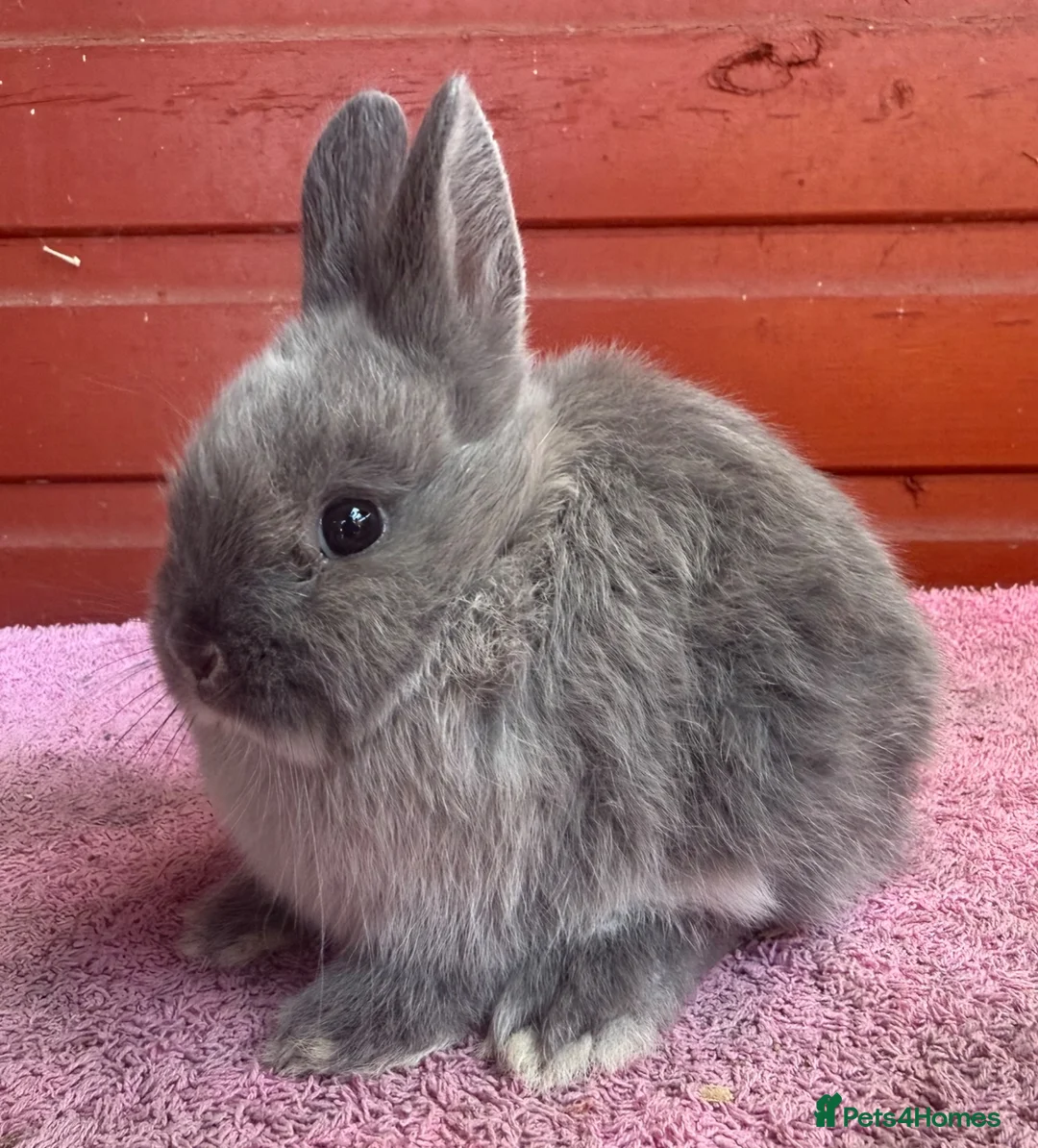 Netherland Dwarf rabbits for sale: Young Netherland Dwarfs - Advert 2