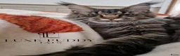 Maine Coon cats for sale: ⚜️ Black silver ticked tabby queen ⚜️ - Advert 2