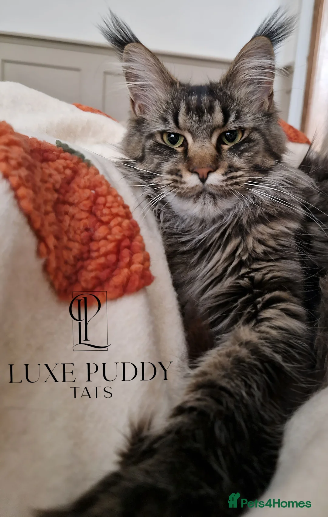 Maine Coon cats for sale: ⚜️ Black silver ticked tabby queen ⚜️ - Advert 2