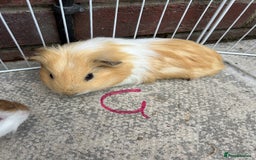 Guinea Pig rodents for sale: baby guinea pigs - Image 5