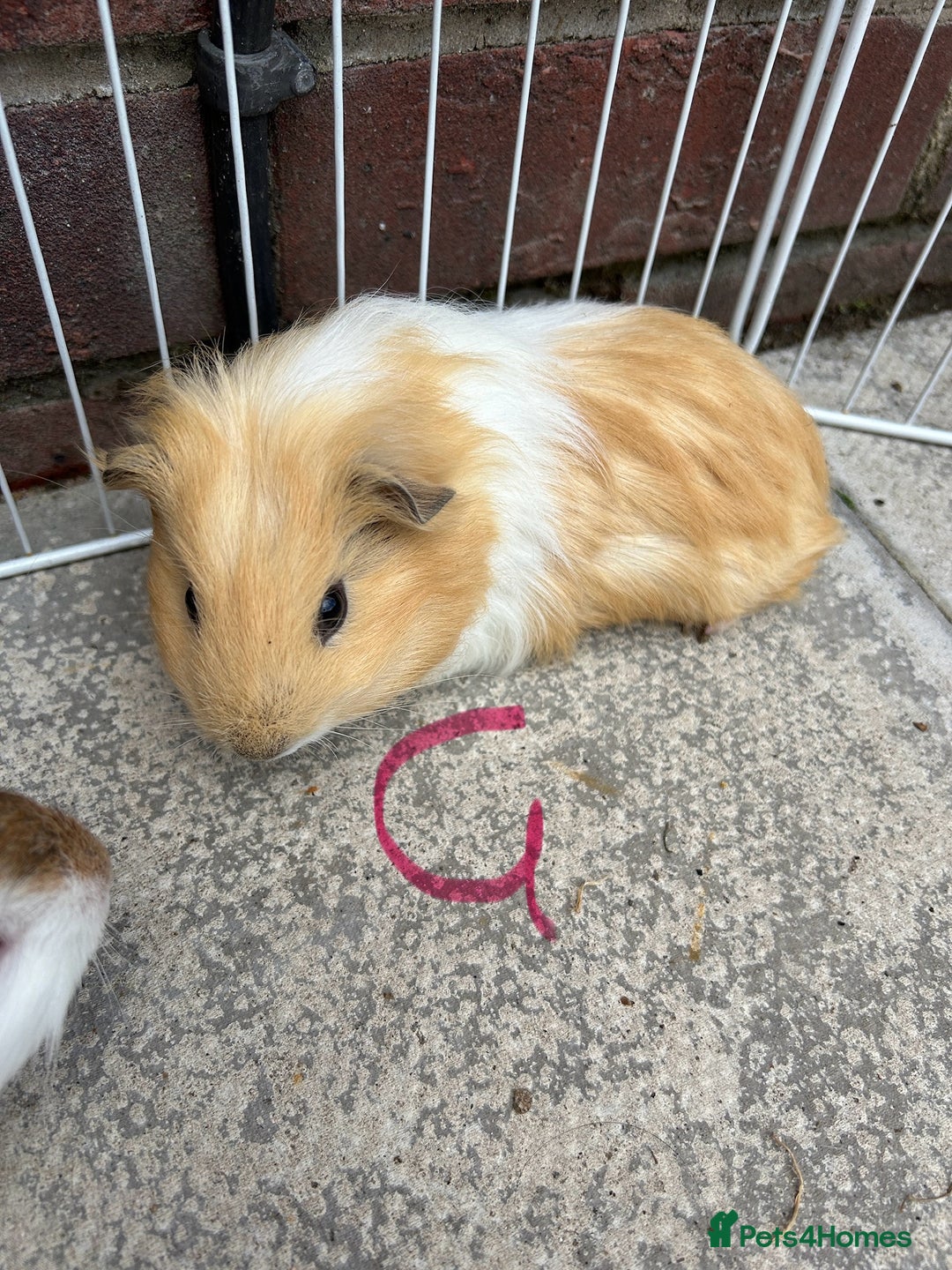 Guinea Pig rodents for sale: baby guinea pigs - Image 5