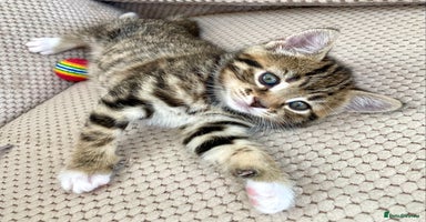 Mixed Breed cats - Advert 5