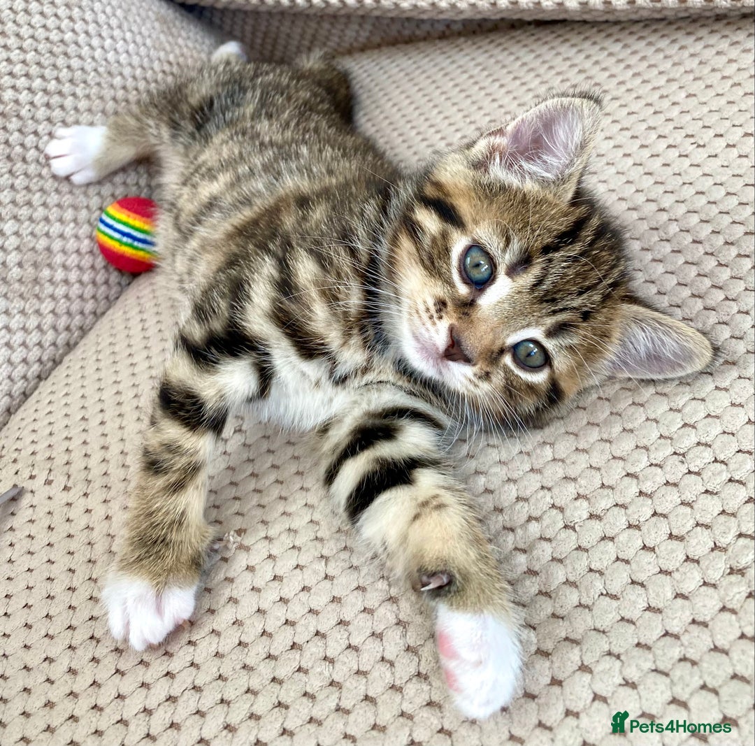 Mixed Breed cats for sale: Amazing, beautiful girl looking for home💕💕 - Image 4