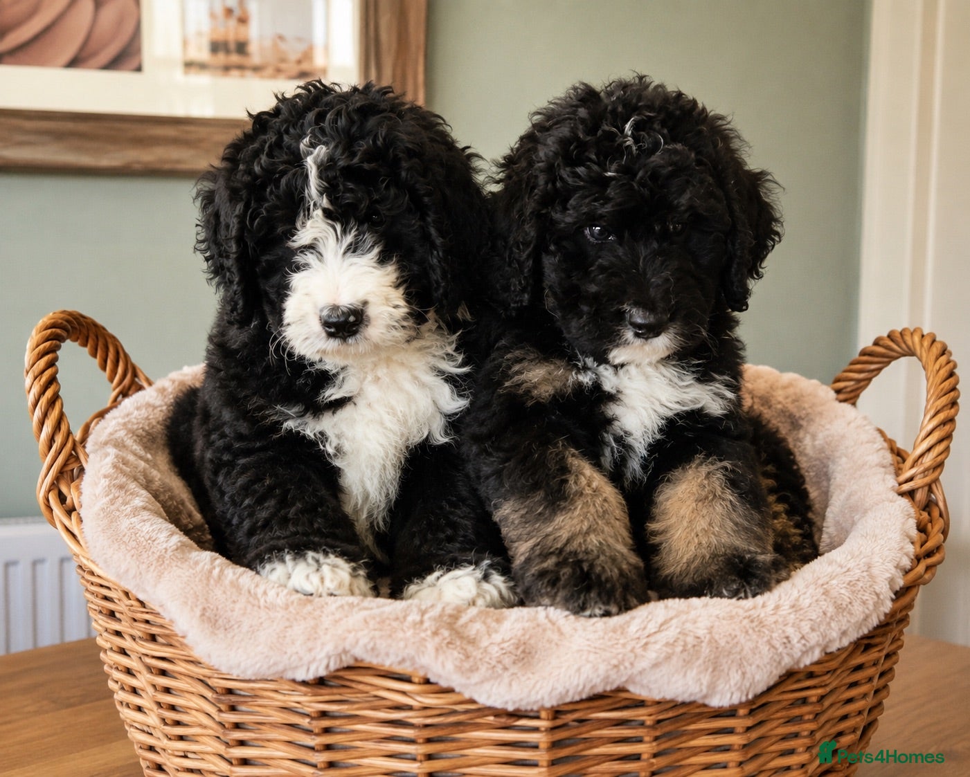 Bernedoodle dogs READY NOW..AMAZING BERNEDOODLE PUPPIES - Advert 4