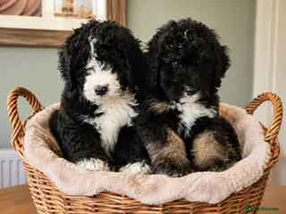 Bernedoodle dogs READY NOW..AMAZING BERNEDOODLE PUPPIES - Advert 4