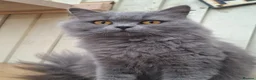 British Shorthair cats for sale: Black smoked tabby British Shorthair in Chesterfield - Advert 5