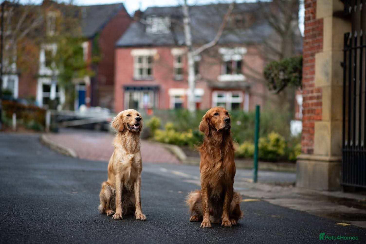Mixed Breed dogs Golden Retriever x Irish Setter puppies!! SO CUTE! - Advert 4