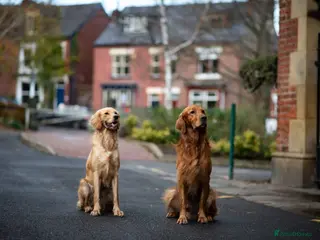 Mixed Breed dogs Golden Retriever x Irish Setter puppies!! SO CUTE! - Advert 4