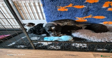 Cockapoo dogs - Advert 4