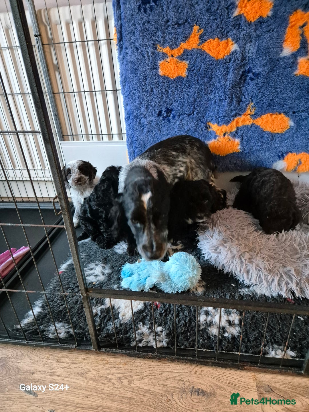 Cockapoo dogs for sale: Stunning f1 cockapoo puppys  - Image 2