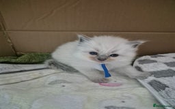 Ragdoll cats for sale: Beautiful Ragdoll Kittens, GCCF & Tica Registered - Image 35