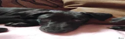 Lurcher dogs for sale: Bedlington greyhound x bull lurcher pups - Advert 3