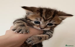 Mixed Breed cats for sale: Bengal Mix Kittens  - Image 1