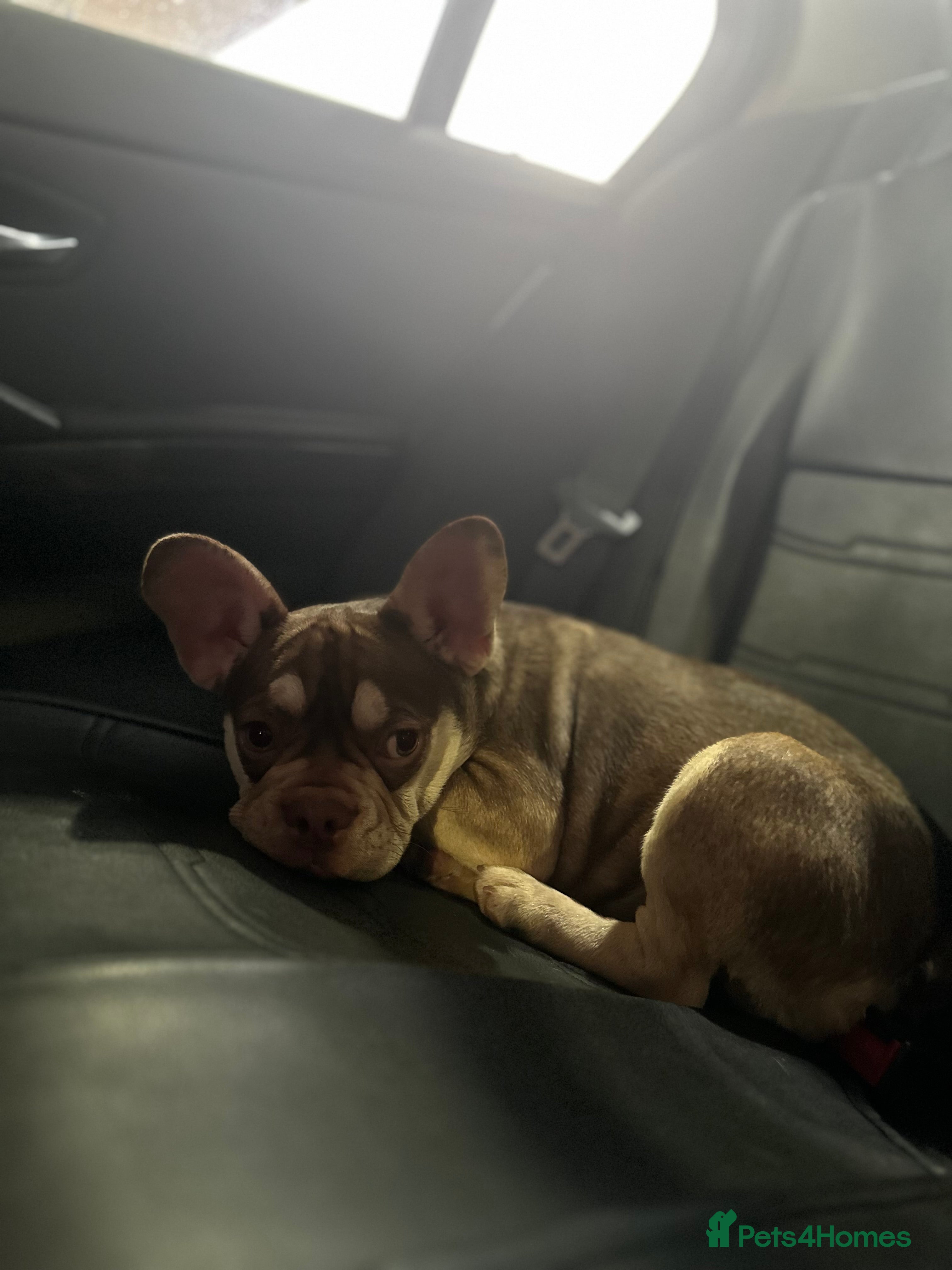 French Bulldog dogs ROJO TAN FEMALE - Advert 1