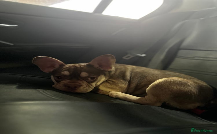 French Bulldog dogs - Advert 1