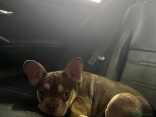 French Bulldog dogs - Advert 36