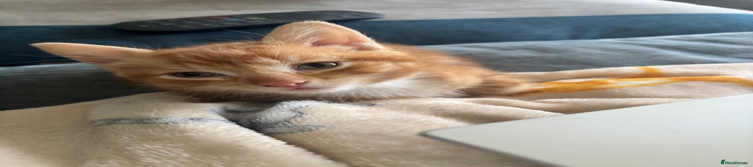 Domestic Shorthair Kitten 2