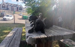 Mixed Breed dogs for sale: Puppy’s  - Image 6
