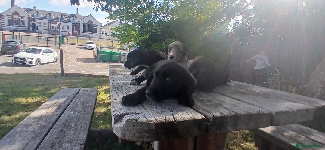 Mixed Breed dogs for sale: Puppy’s  - Image 6