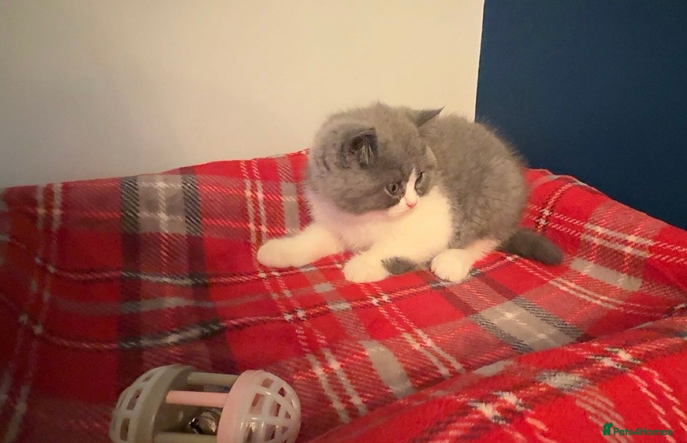 British Shorthair cats Stunning Blue bi colour boy YCCF REGISTERED  - Advert 4