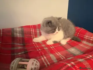 British Shorthair cats Stunning Blue bi colour boy YCCF REGISTERED - Advert 17