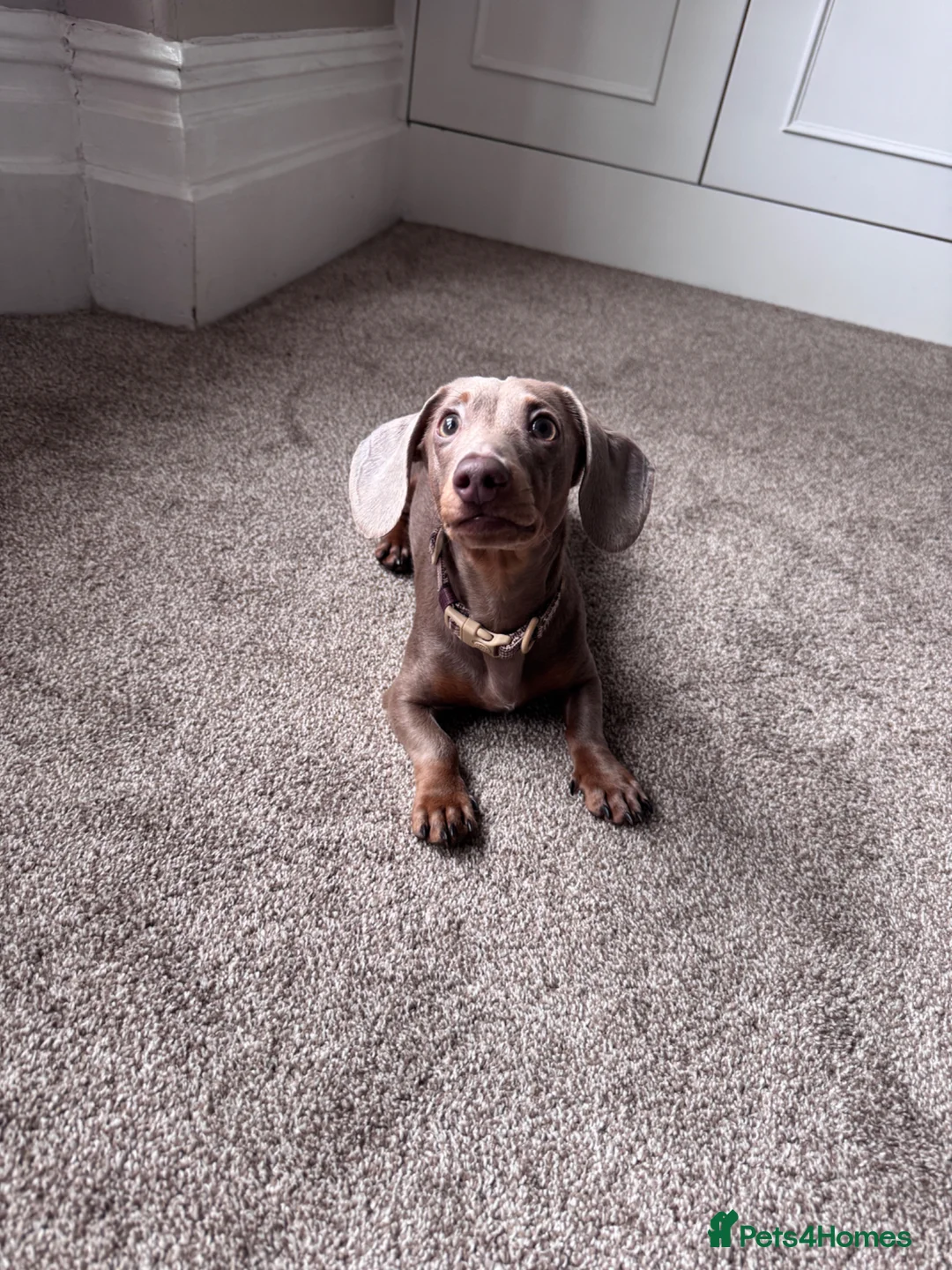 Miniature Dachshund dogs for sale: Miniature dachshund 8 months in Walsall - Advert 6