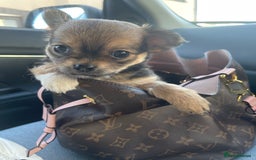 Chihuahua dogs for sale: girl chihuahua pup - Advert 7