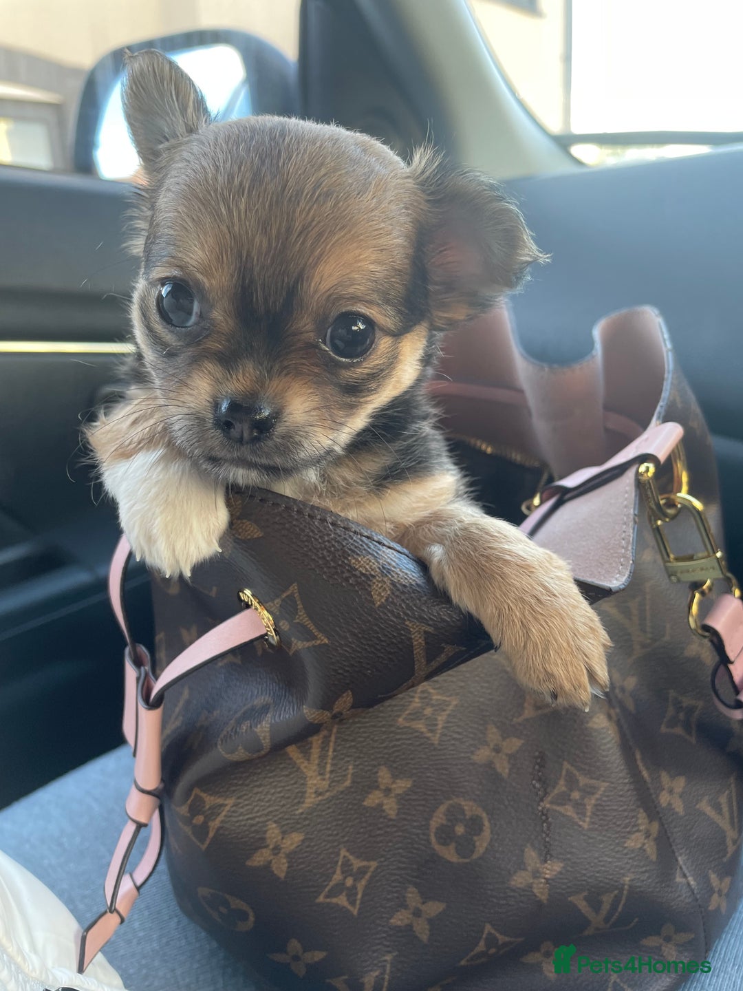 Chihuahua dogs for sale: girl chihuahua pup - Advert 7