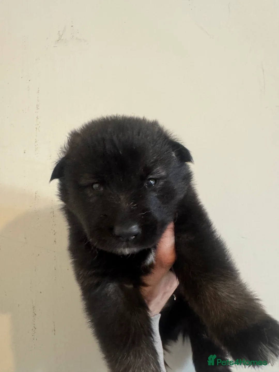 Mixed Breed dogs for sale: Alaskan Malamute x German shepherd  - Advert 2