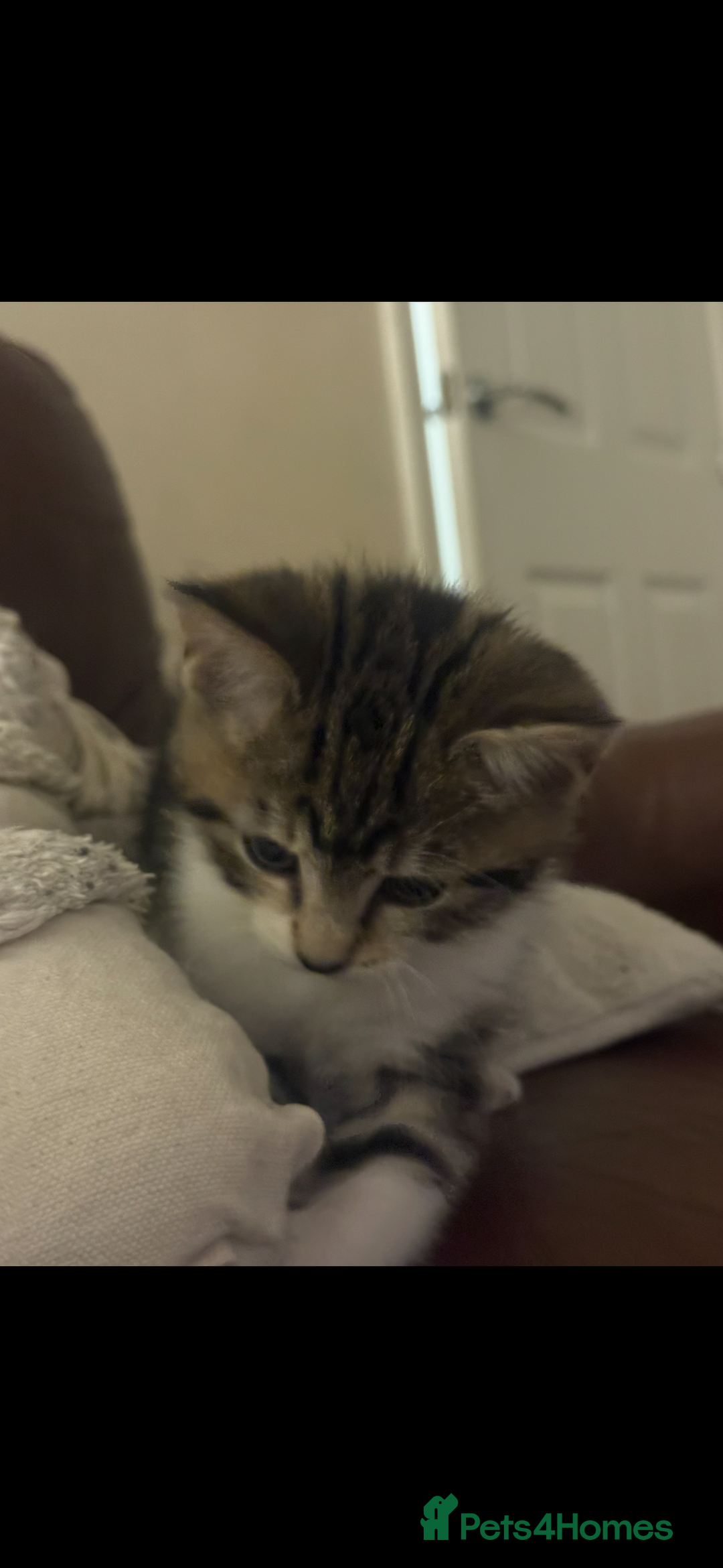 Mixed Breed cats for sale: fluff ball in search for his forever home! - Advert 6