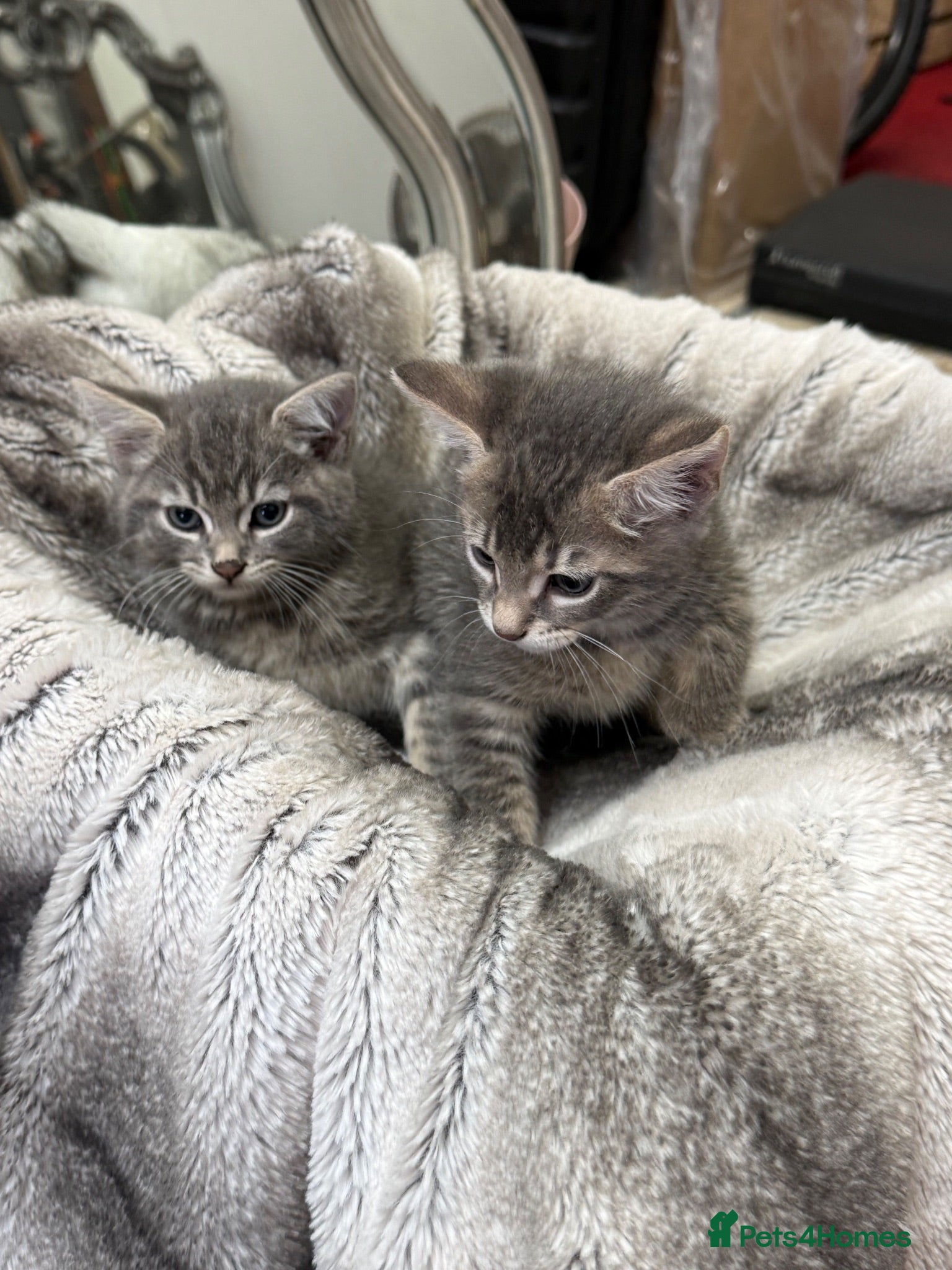 Mixed Breed cats Gorgeous Grey and tabby kittens for sale  - Advert 2