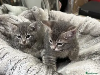 Mixed Breed cats Gorgeous Grey and tabby kittens for sale - Advert 2