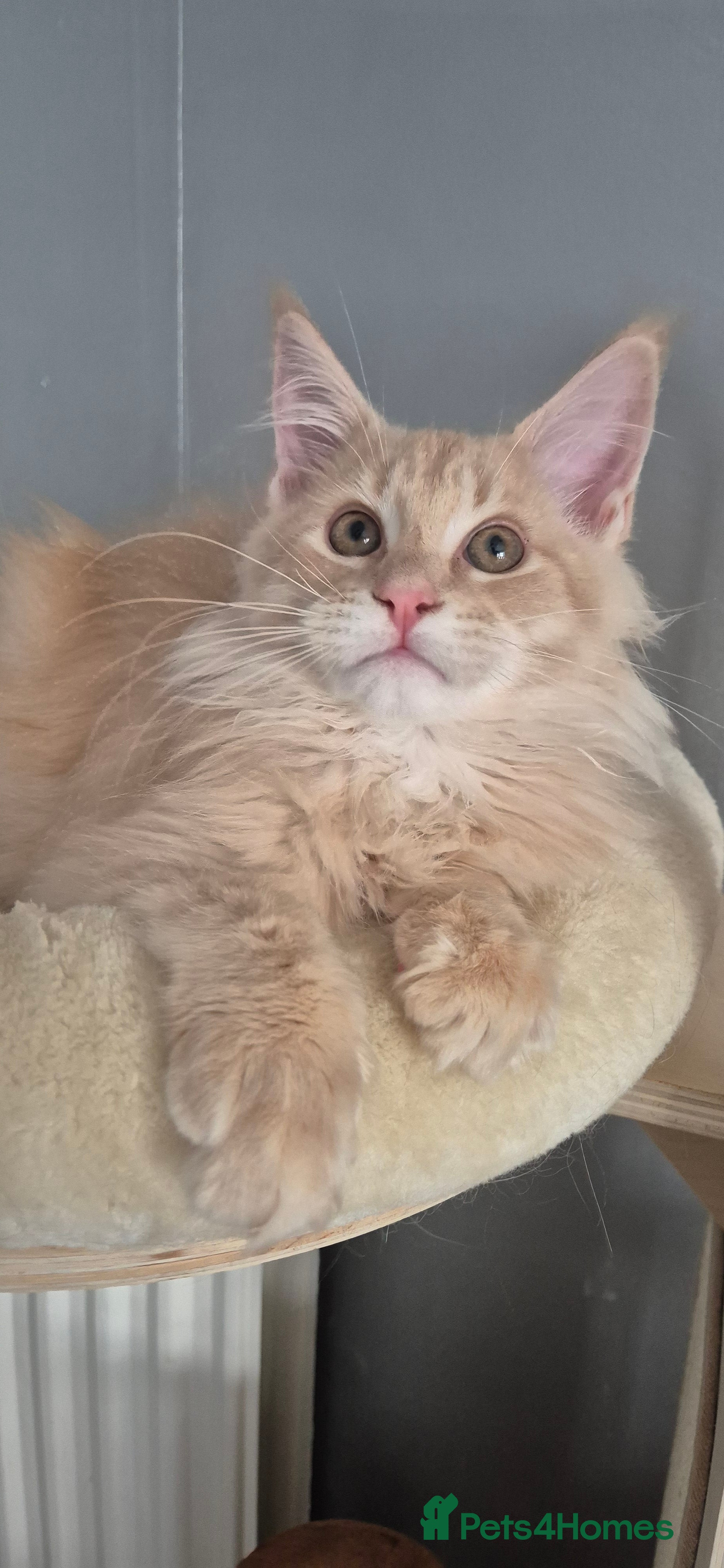 Maine Coon cats Maine Coon kittens TICA Boys available  - Advert 5