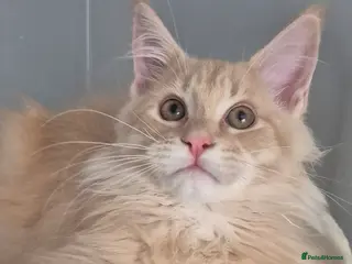 Maine Coon cats Maine Coon kittens TICA Boys available - Advert 5