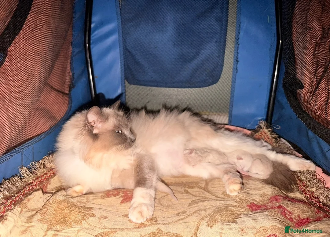 Ragdoll cats for sale: Ragdoll X British Shorthair READY NOW - Advert 9