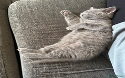 British Shorthair cats for sale: Chunky BSH kittens - Image 13