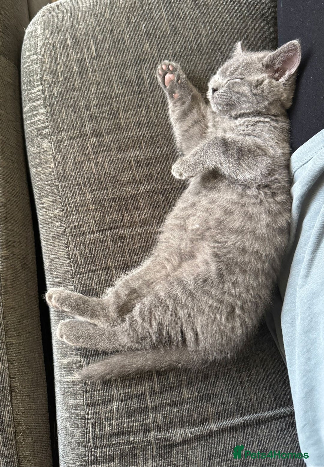 British Shorthair cats for sale: Chunky BSH kittens - Image 13