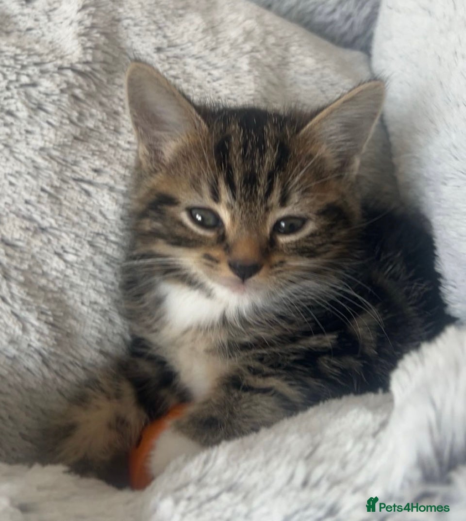 Mixed Breed cats British shorthair X Bengal kittens - Advert 2