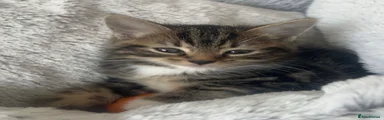 Mixed Breed Kitten 3