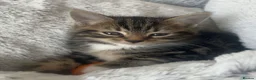 Mixed Breed cats for sale: Beautiful British Shorthair x Bengal kittens - Advert 21