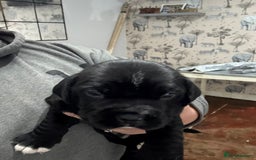 Mixed Breed dogs for sale: Chunky boys - Advert 9